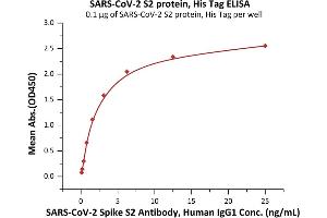 Immobilized SARS-CoV-2 S2 protein, His Tag (ABIN6973259) at 1 μg/mL (100 μL/well) can bind SARS-CoV-2 Spike S2 Antibody, Human IgG1 with a linear range of 0.