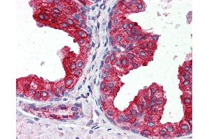 Anti-CYB5A / Cytochrome b5 antibody IHC of human prostate.