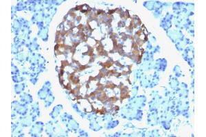 Formalin-fixed, paraffin-embedded human Pancreas stained with Chromogranin A Mouse Monoclonal Antibody (CHGA/765). (Chromogranin A antibody)