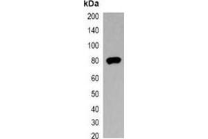 Western blot analysis of over-expressed V5-tagged protein in 293T cell lysate. (V5 Epitope Tag antibody)