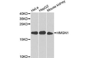 Western blot analysis of extracts of various cell lines, using HMGN1 antibody (ABIN5975005) at 1/1000 dilution. (HMGN1 antibody)