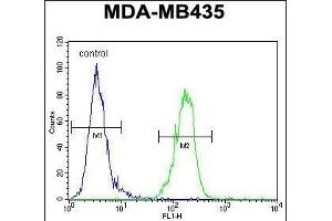 AKT1 Antibody (N-term) (ABIN391212 and ABIN2841290) flow cytometric analysis of MDA-M cells (right histogram) compared to a negative control cell (left histogram). (AKT1 antibody  (N-Term))