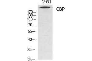 Western Blot analysis of various cells using CBP Polyclonal Antibody diluted at 1:1000. (CBP antibody  (AA 2370-2450))