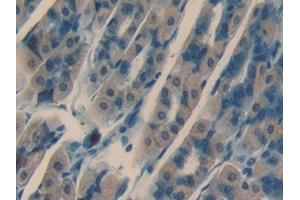 Detection of NRARP in Mouse Stomach Tissue using Polyclonal Antibody to Notch Regulated Ankyrin Repeat Protein (NRARP) (NRARP antibody  (AA 3-109))