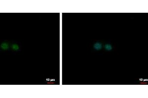 ICC/IF Image NF-E2 antibody [N1C3] detects NF-E2 protein at nucleus by immunofluorescent analysis. (NFE2 antibody  (Center))