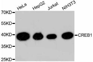 Western blot analysis of extracts of various cell lines, using CREB1 antibody (ABIN4903372). (CREB1 antibody)