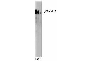 Western blot analysis of Mitosin on a Jurkat cell lysate (Human T-cell leukemia, ATCC TIB-152). (CENPF antibody  (AA 209-381))