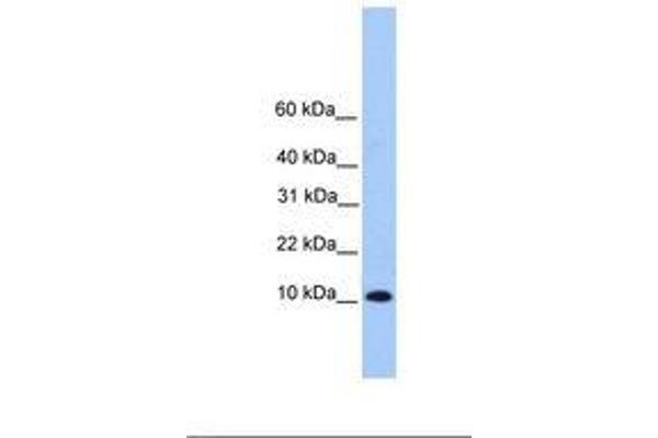 TRAPPC6B antibody  (AA 74-123)