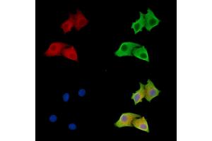 ABIN7096805 and ABIN7100871 staining HepG2 cells by IF/ICC. (ANGEL2 antibody)