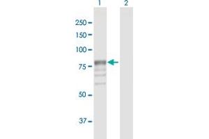 Western Blot analysis of GUSB expression in transfected 293T cell line by GUSB MaxPab polyclonal antibody. (Glucuronidase beta antibody  (AA 1-651))
