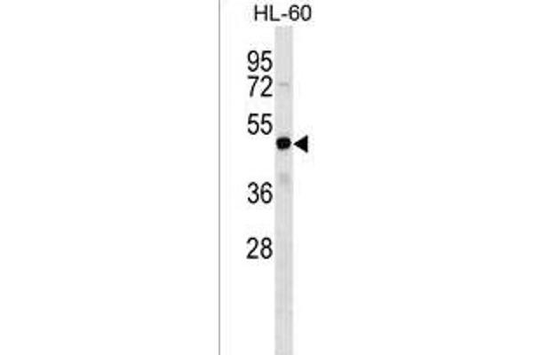 FEZF2 antibody  (AA 209-237)