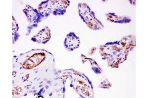IHC-P: Integrin beta 1 antibody testing of human placenta tissue (ITGB1 antibody  (AA 527-728))