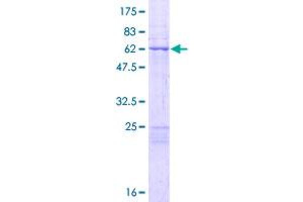 MRPL44 Protein (AA 1-332) (GST tag)