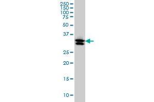 TXNL1 antibody  (AA 190-289)