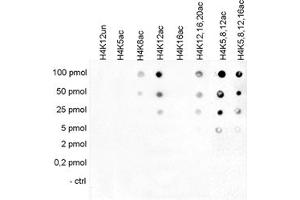 Cross reactivity test using the Histone H4 (K12ac) antibody. (HIST1H4A antibody  (acLys12))