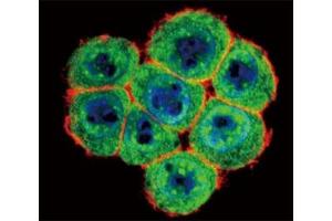 Immunofluorescence (IF) image for anti-SMAD Family Member 4 (SMAD4) (AA 255-284) antibody (ABIN3032604)