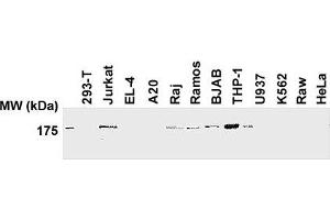 Western blot analysis of human and mouse cell lines using anti-human NLRP1/NALP1 antibody (AL176) .