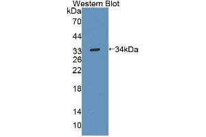 Detection of Recombinant UPP1, Mouse using Polyclonal Antibody to Uridine Phosphorylase 1 (UPP1) (UPP1 antibody  (AA 1-277))