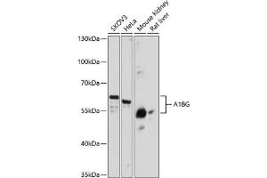 Western blot analysis of extracts of various cell lines, using BG antibody (1583) at 1:3000 dilution. (A1BG antibody  (AA 236-495))