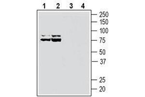 Western blot analysis of rat brain lysates (lanes 1 and 3) and mouse brain lysates (lanes 2 and 4): - 1, 2. (ATP1B3 antibody  (C-Term, Extracellular))