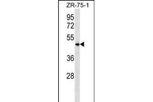 VN1R5 Antibody (Center) (ABIN1538092 and ABIN2849758) western blot analysis in ZR-75-1 cell line lysates (35 μg/lane). (VN1R5 antibody  (AA 214-241))
