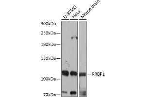 Western blot analysis of extracts of various cell lines, using RRBP1 antibody (ABIN6132872, ABIN6147259, ABIN6147260 and ABIN6215844) at 1:3000 dilution. (RRBP1 antibody  (AA 1-140))