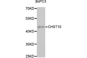 Western blot analysis of extracts of BxPC-3 cells, using CHST10 antibody (ABIN1875846) at 1:3000 dilution.