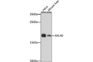 Western blot analysis of extracts of various cell lines, using D antibody (ABIN7265495) at 1:1000 dilution. (ARL4D antibody  (AA 92-201))