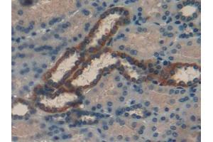 IHC-P analysis of Human Kidney Tissue, with DAB staining. (RBP1 antibody  (AA 2-135))