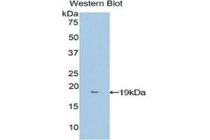 Western Blotting (WB) image for anti-NME/NM23 Nucleoside Diphosphate Kinase 4 (NME4) (AA 39-172) antibody (ABIN1860007)