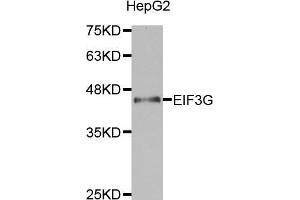 Western blot analysis of extracts of HepG2 cell lines, using EIF3G antibody. (EIF3G antibody  (AA 1-320))