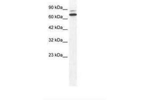 Image no. 1 for anti-Zinc Finger Protein 57 (ZFP57) (N-Term) antibody (ABIN6736000) (ZFP57 antibody  (N-Term))