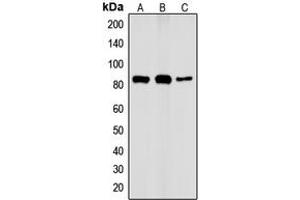 Western blot analysis of IKK alpha (pT23) expression in HeLa TNFa-treated (A), Raw264. (IKK alpha antibody  (N-Term, pSer23))