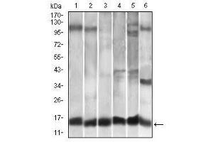 Image no. 5 for anti-Chemokine (C-C Motif) Ligand 2 (CCL2) antibody (ABIN1497128)