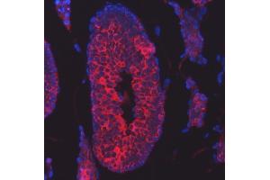IF analysis of TTLL2 using anti-TTLL2 antibody (ABIN7600850). (TTLL2 antibody  (AA 24-582))