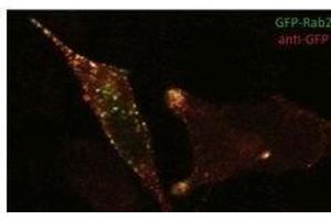 Anti. (GFP antibody)