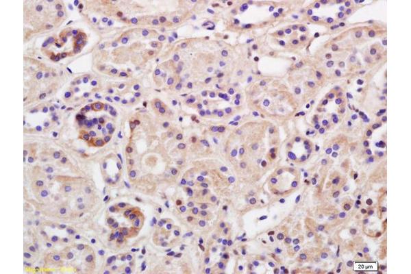 TRIM41 antibody  (AA 260-293)