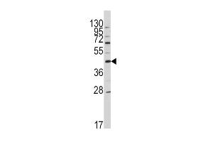 Western blot analysis of anti-OA5 Antibody (N-term) 7412a in HL60 cell line lysates (35 μg/lane). (APOA5 antibody  (N-Term))