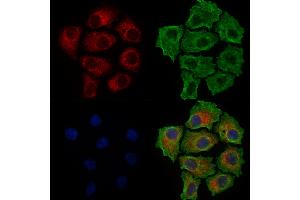ABIN6260110 and ABIN6277936 staining HepG2 cells by IF/ICC. (PNPLA2 antibody  (Internal Region))