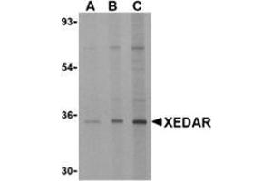 Western blot analysis of XEDAR in 293 cell lysate with this product at (A) 0. (Ectodysplasin A2 Receptor antibody)