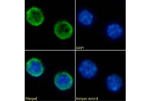 Immunofluorescence (IF) image for anti-Protein tyrosine Phosphatase, Receptor Type, C (PTPRC) antibody (ABIN7072479)