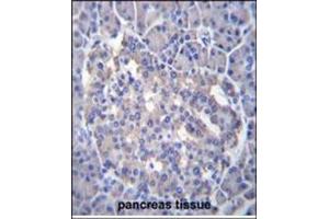 Immunohistochemistry analysis in Formalin Fixed, Paraffin Embedded Human pancreas tissue stained with antibody (Center Y335) followed by peroxidase conjugation of the secondary antibody and DAB staining. (SESN3 antibody  (Middle Region))