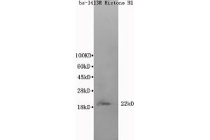 Mouse cerebrum lysate 30ug, probed (ABIN686197) at 1:200 in 4 °C. (Histone Cluster 1, H1t (HIST1H1T) (AA 51-207) antibody)