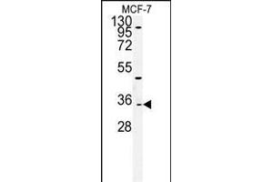 Western blot analysis of TTL Antibody (C-term) (ABIN651357 and ABIN2840199) in MCF-7cell line lysates (35 μg/lane). (TTPAL antibody  (C-Term))