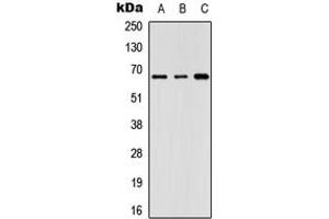 Western blot analysis of GNL3L expression in Lovo (A), HeLa (B), NIH3T3 (C) whole cell lysates.