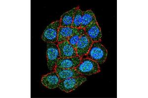 Confocal immunofluorescent analysis of ASXL1 Antibody (Center) (ABIN655084 and ABIN2844718) with Hela cell followed by Alexa Fluor 488-conjugated goat anti-rabbit lgG (green). (ASXL1 antibody  (AA 521-549))