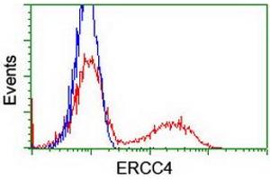 HEK293T cells transfected with either RC223300 overexpress plasmid (Red) or empty vector control plasmid (Blue) were immunostained by anti-ERCC4 antibody (ABIN2454883), and then analyzed by flow cytometry. (ERCC4 antibody)