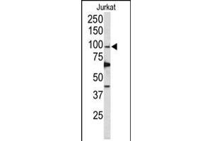 Western blot analysis of POLD1 Antibody in Jurkat cell line lysates (35ug/lane) (POLD1 antibody  (AA 710-739))