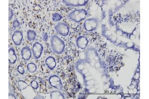 Immunoperoxidase of monoclonal antibody to RASA1 on formalin-fixed paraffin-embedded human small Intestine. (RASA1 antibody  (AA 948-1047))