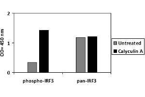HT29 cells were treated or untreated with  Calyculin A and analyzed using this phosphoELISA and Western Blot. (IRF3 ELISA Kit)